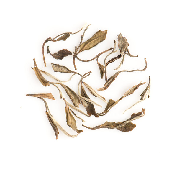 Aged White Peony 陈年白牡丹